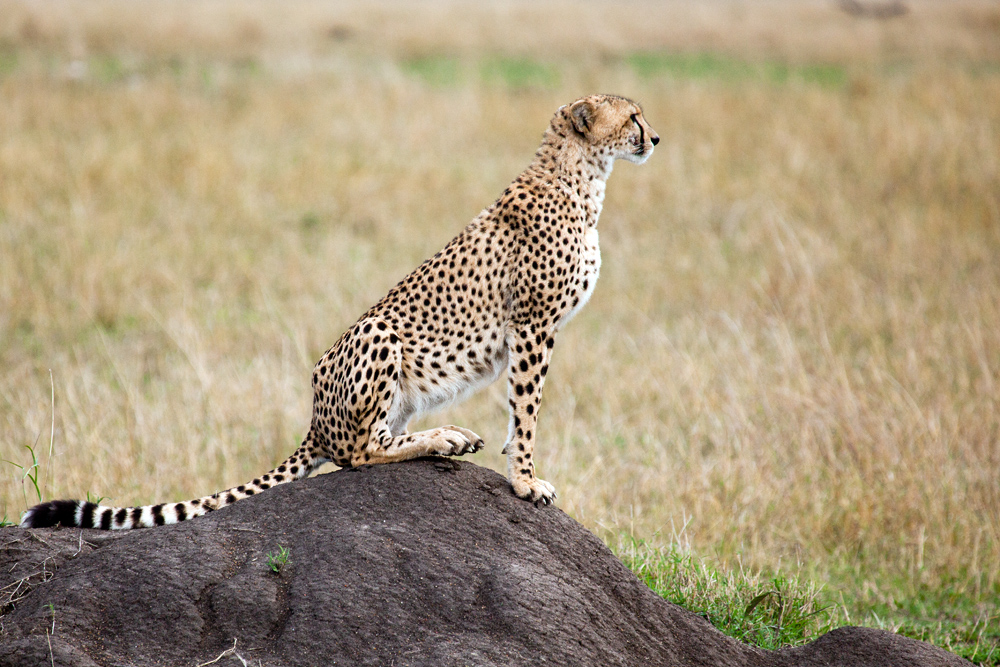 Ausschau halten; Gepard - Acinonyx jubatus