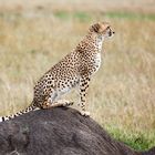 Ausschau halten; Gepard - Acinonyx jubatus