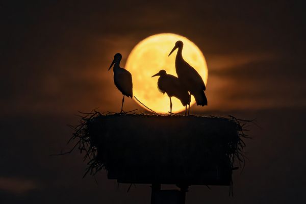 Ausschau halten nach Papa .....