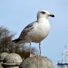 Ausschau in Warnemünde