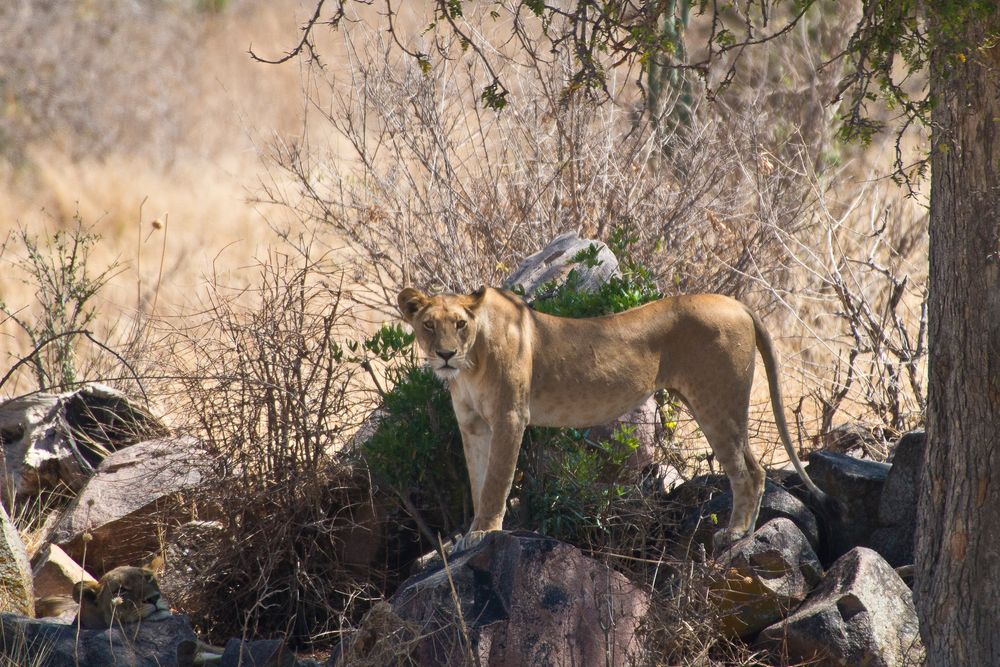 Ausschau, Löwen im Ruaha NP - Tansania