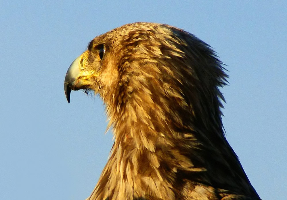 Ausschau nach Beute