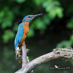 Ausschau nach dem Weibchen