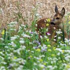 Ausschau nach der Mutter.....