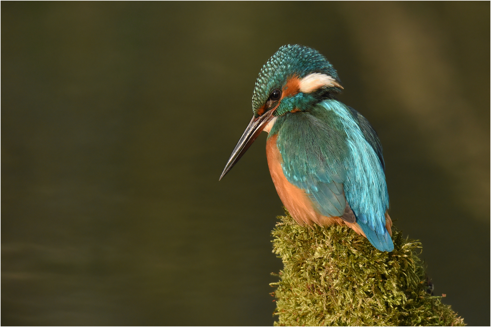 Ausschau nach Fisch