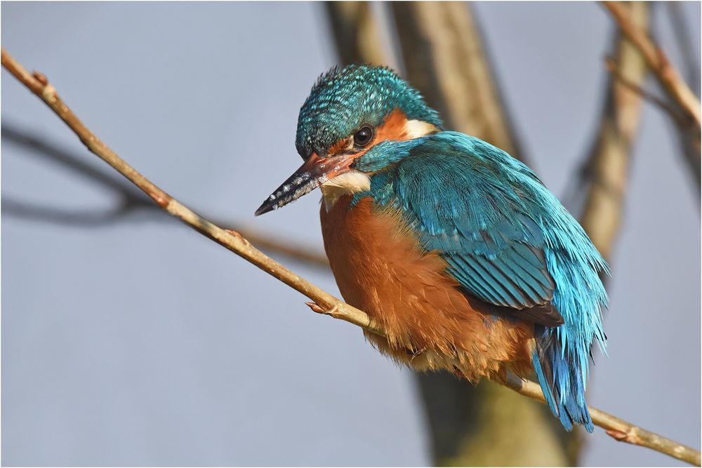 Ausschau nach Fisch