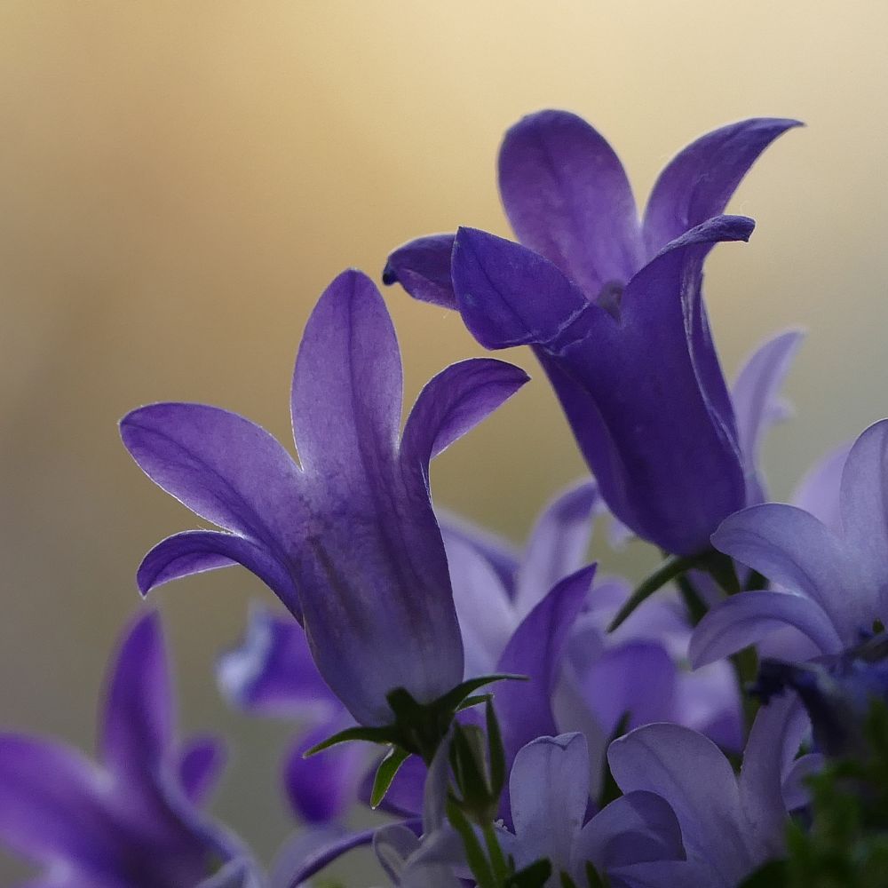 AUSSCHAU NACH FRÜHLING