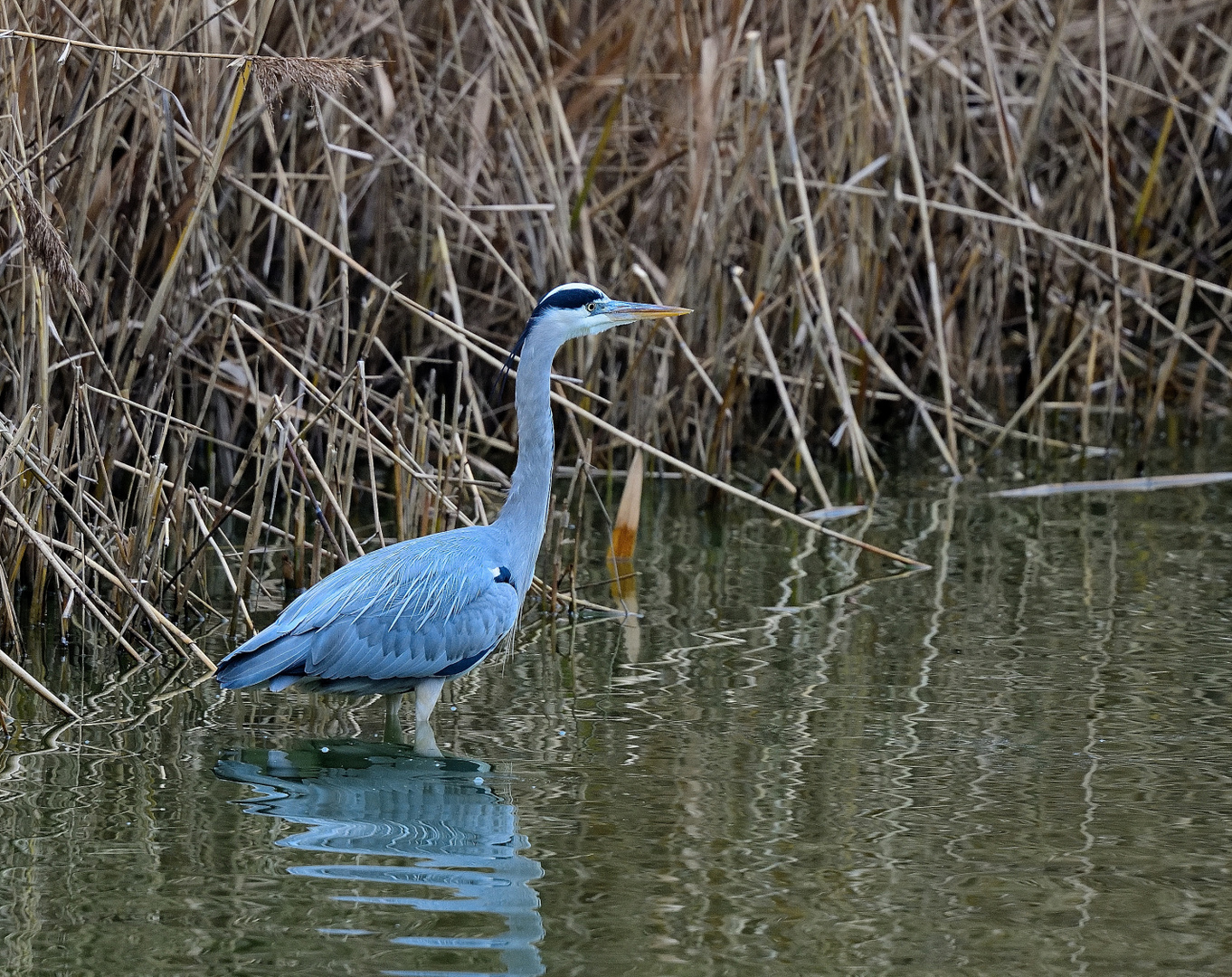 Ausschau nach Nahrung, looking for food,  buscando comida