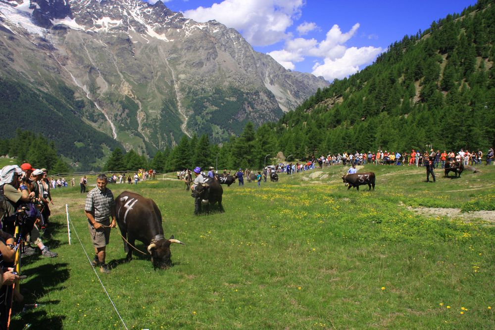 Ausscheidungs Ringkuhkampf im Wallis