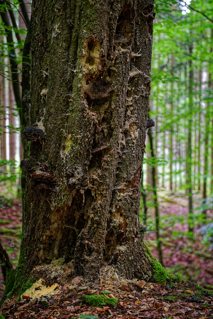 Ausschlachtung