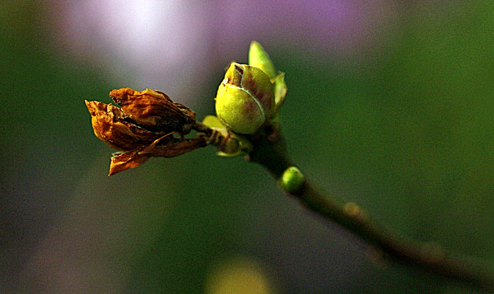 Ausschlagen im Frühling