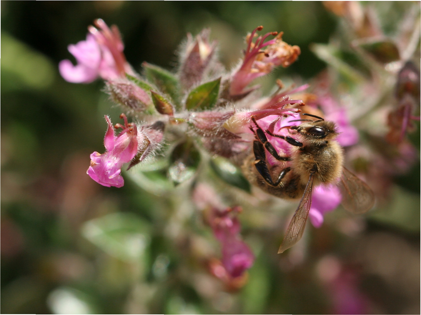 Ausschnitt _6025 Honigbiene Edelgamander Teucrium chamaedrys 6025