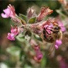 Ausschnitt _6025 Honigbiene Edelgamander Teucrium chamaedrys 6025