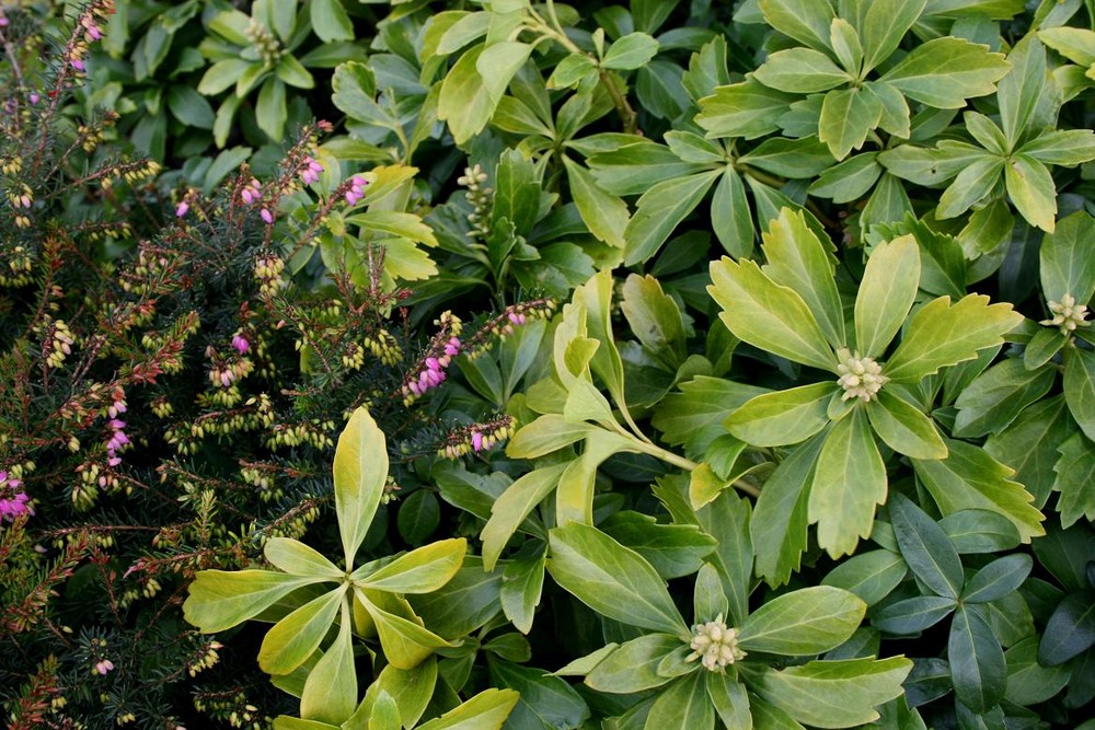 Ausschnitt aus dem Blumenbeet