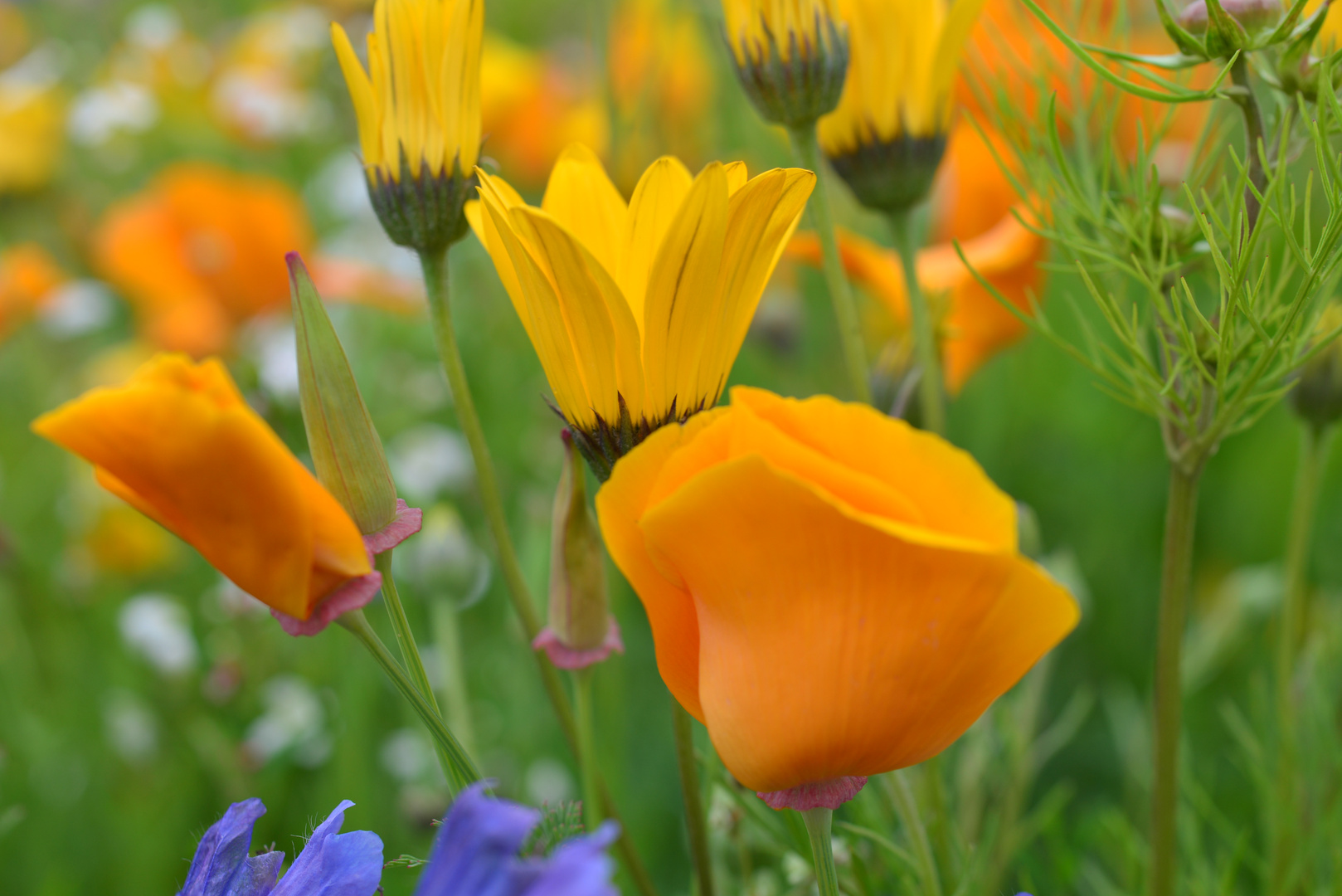 Ausschnitt aus Wildblumenwiese