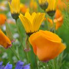 Ausschnitt aus Wildblumenwiese