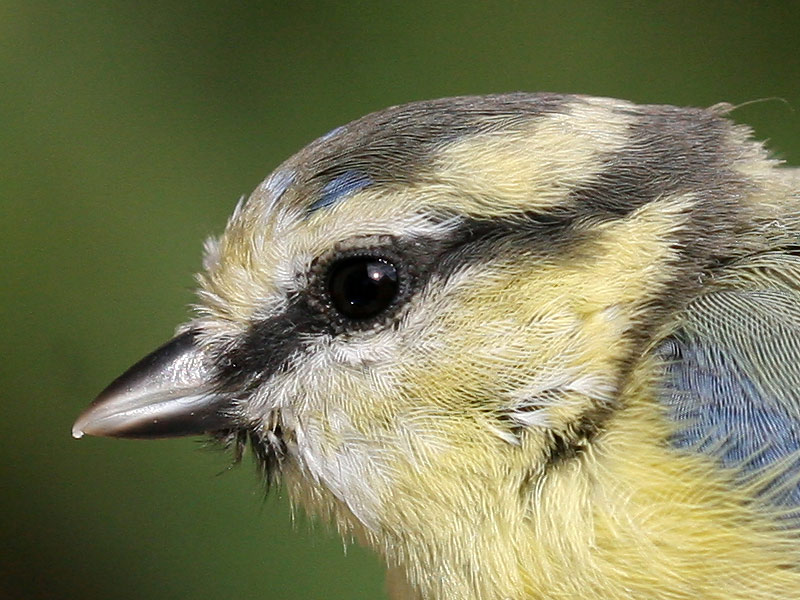 Ausschnitt Blaumeise