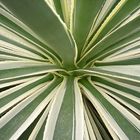 Ausschnitt einer Agave