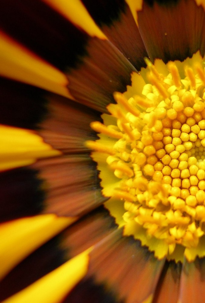 Ausschnitt einer Blüte