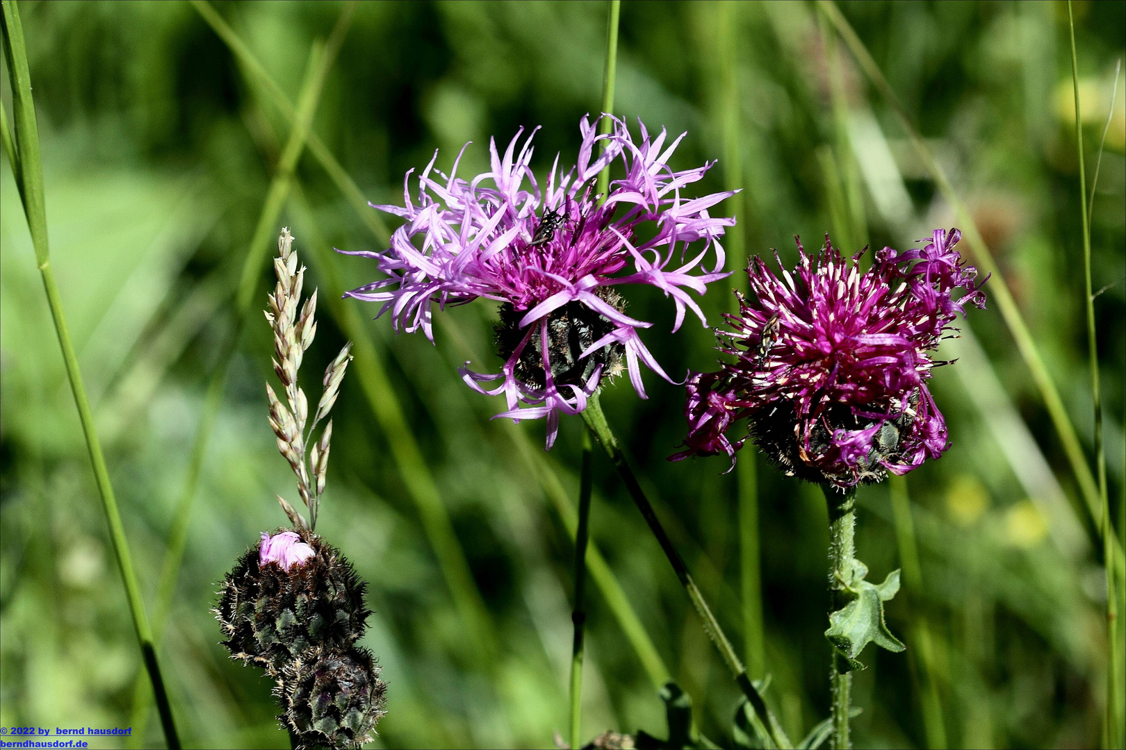 Ausschnitt einer Flockenblume