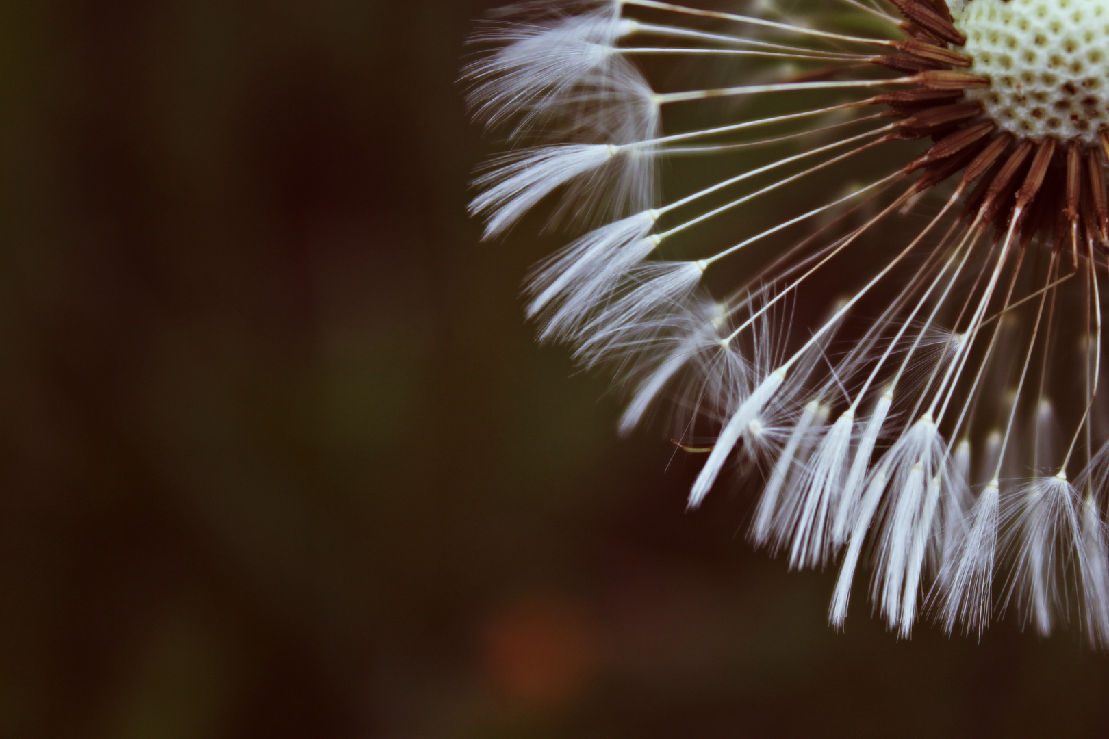 Ausschnitt einer Pusteblume