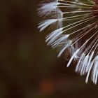 Ausschnitt einer Pusteblume