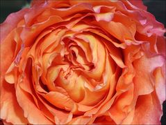 Ausschnitt einer Rose 2