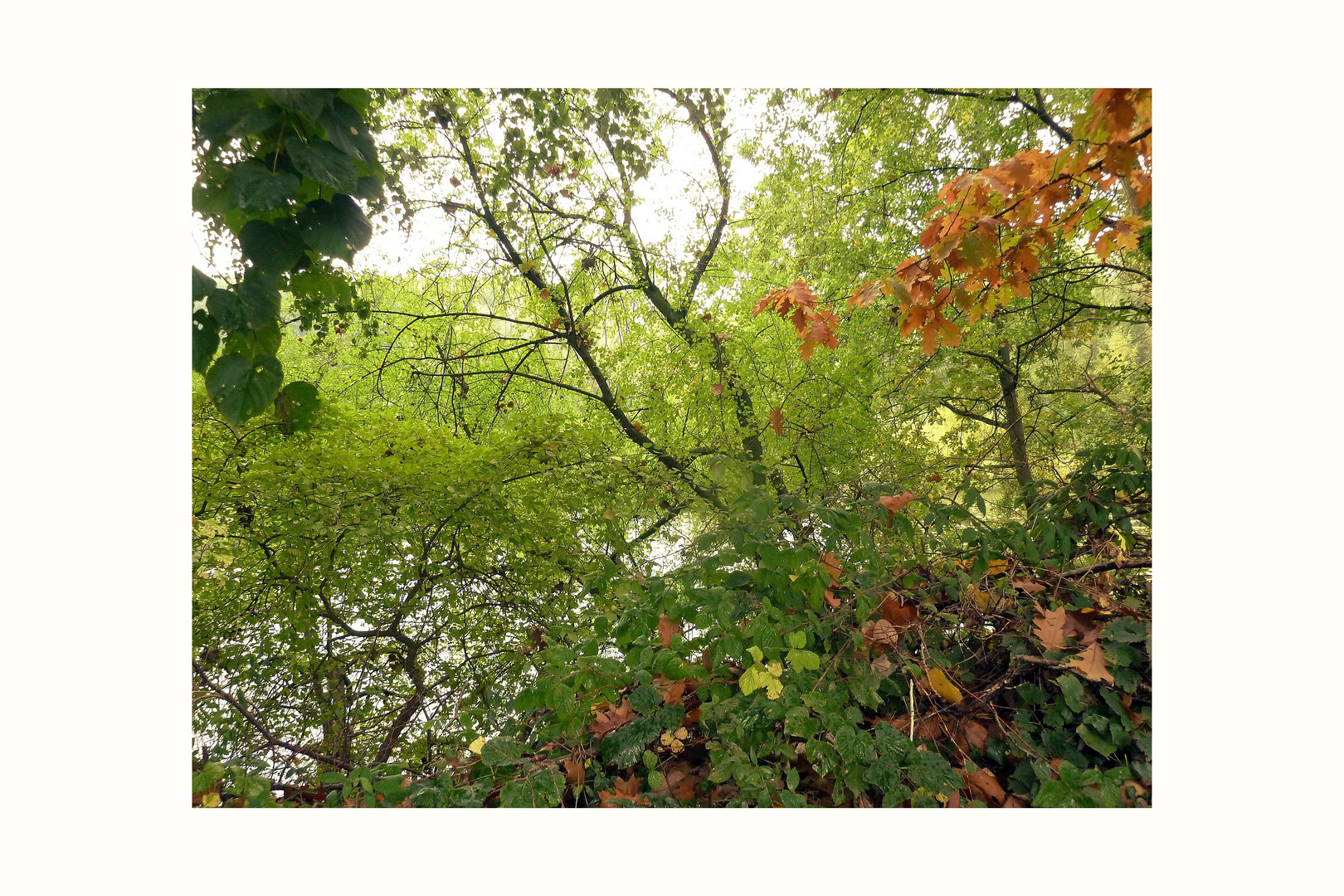 Ausschnitt - Herbst