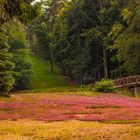 Ausschnitt im Cottbusser Park