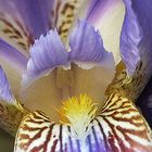 Ausschnitt Irisblüte