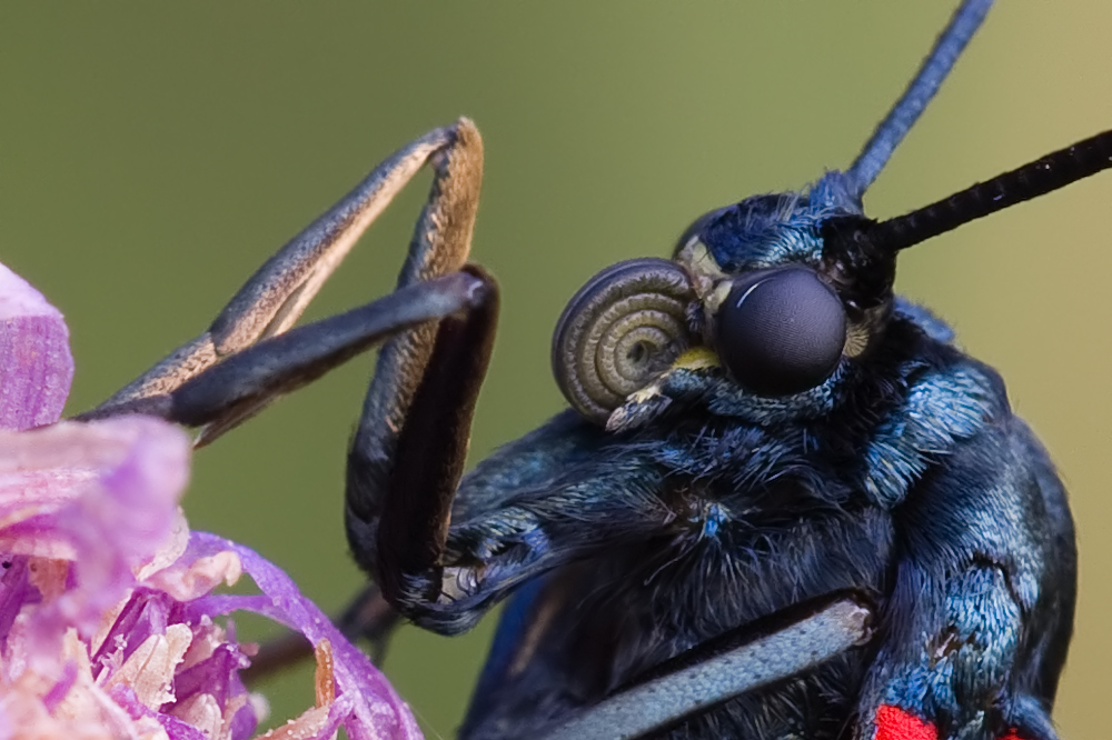 Ausschnitt Sechsfleckwidderchen (Zygaena filipendulae)