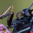 Ausschnitt Sechsfleckwidderchen (Zygaena filipendulae)