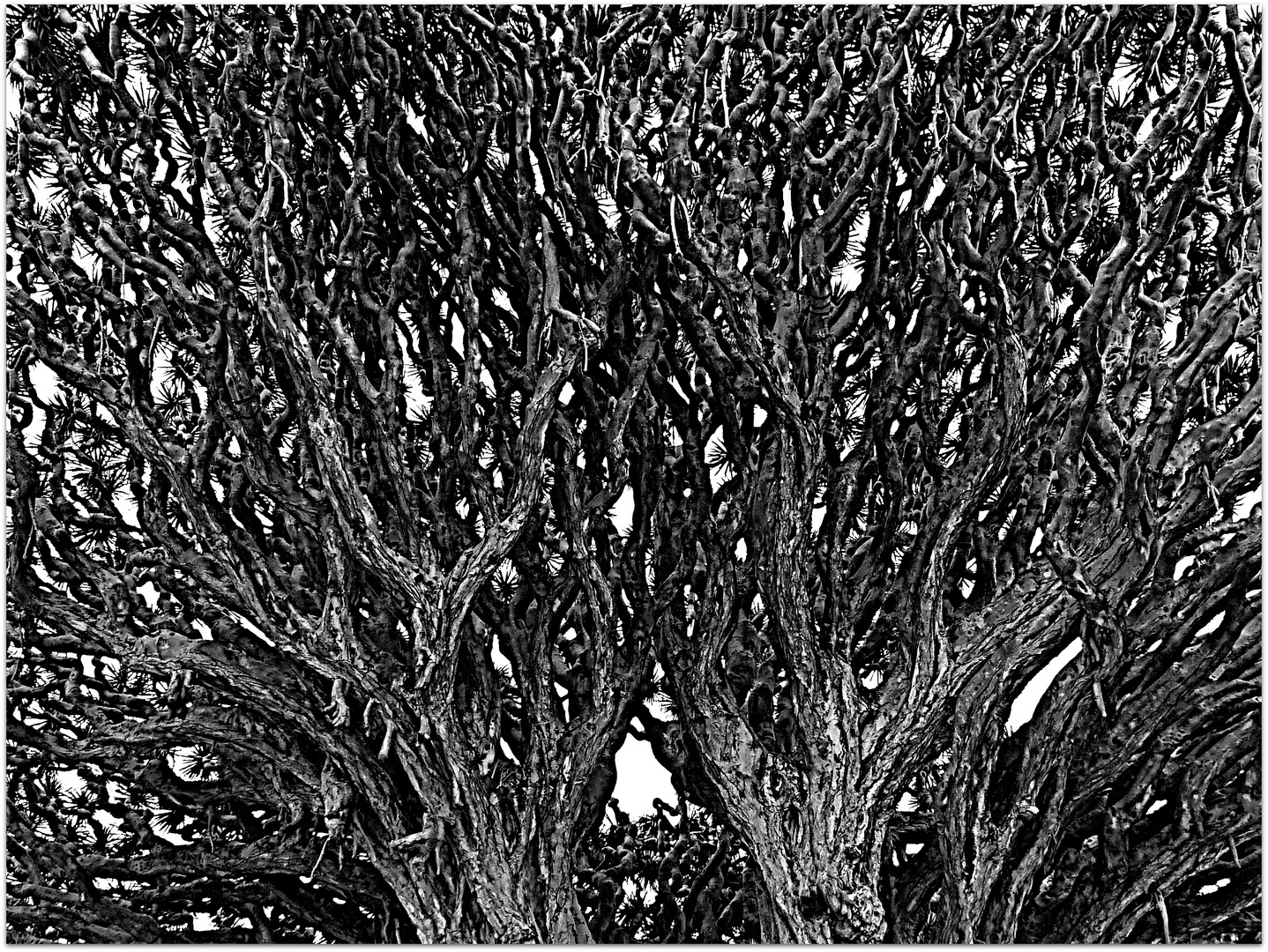 Ausschnitt vom berühmten Drachenbaum auf Teneriffa