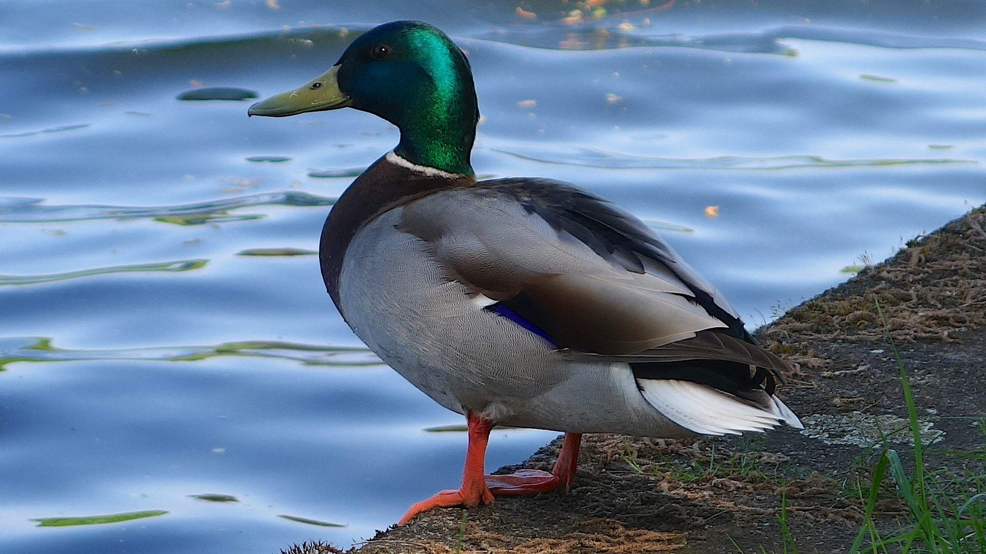 Ausschnitt von der Ente die auf das Wassertaxi wartet.