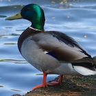 Ausschnitt von der Ente die auf das Wassertaxi wartet.