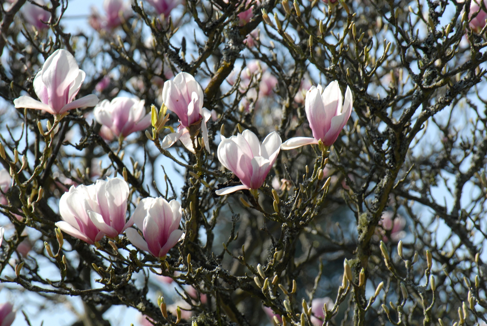 Ausschnitt von unserem Magnolienbaum