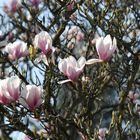 Ausschnitt von unserem Magnolienbaum