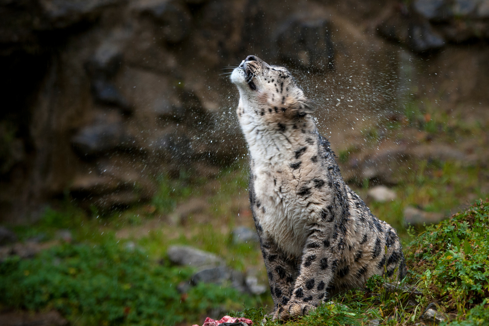 Ausschütteln: Durchnässter Schneeleopard Villy, Zoo Zürich