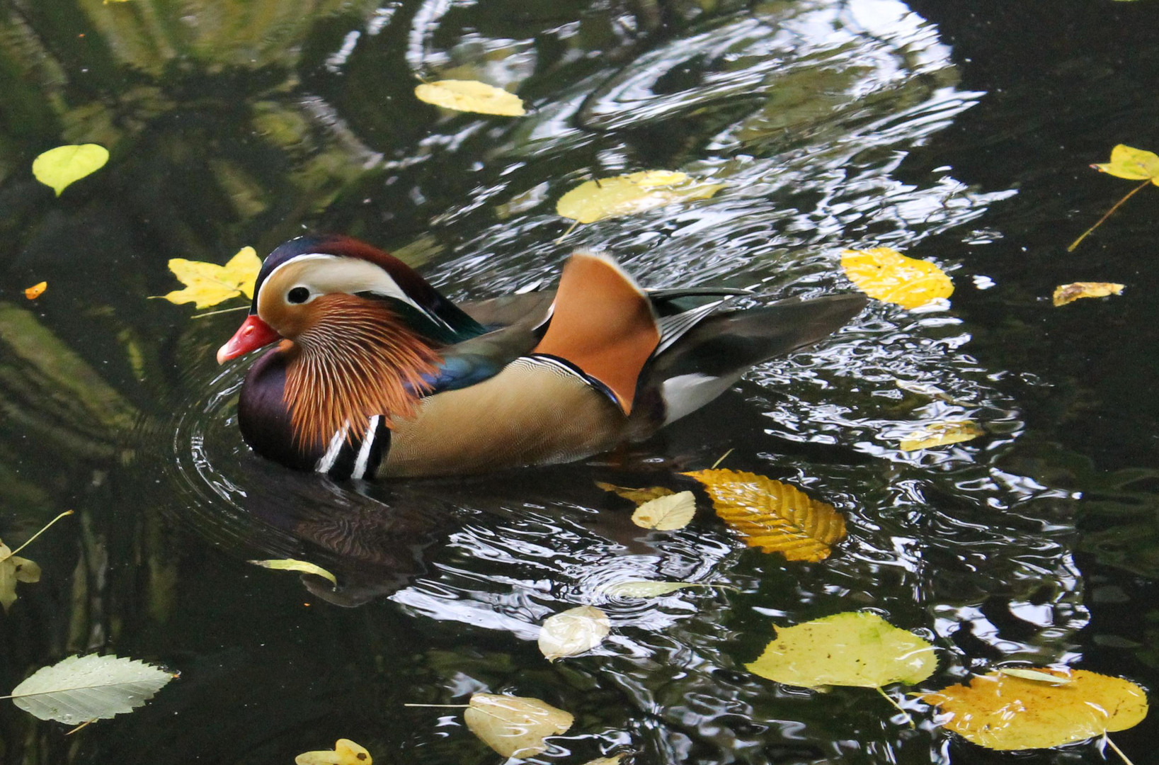 Ausschwimmen im Herbst