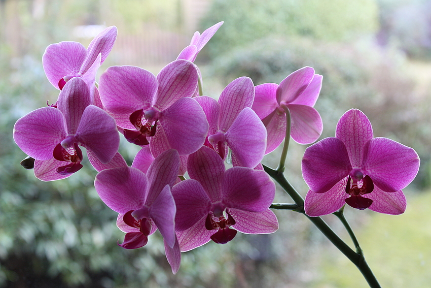 Aussem Blumenfenster (1)