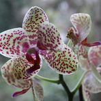Aussem Blumenfenster (3)