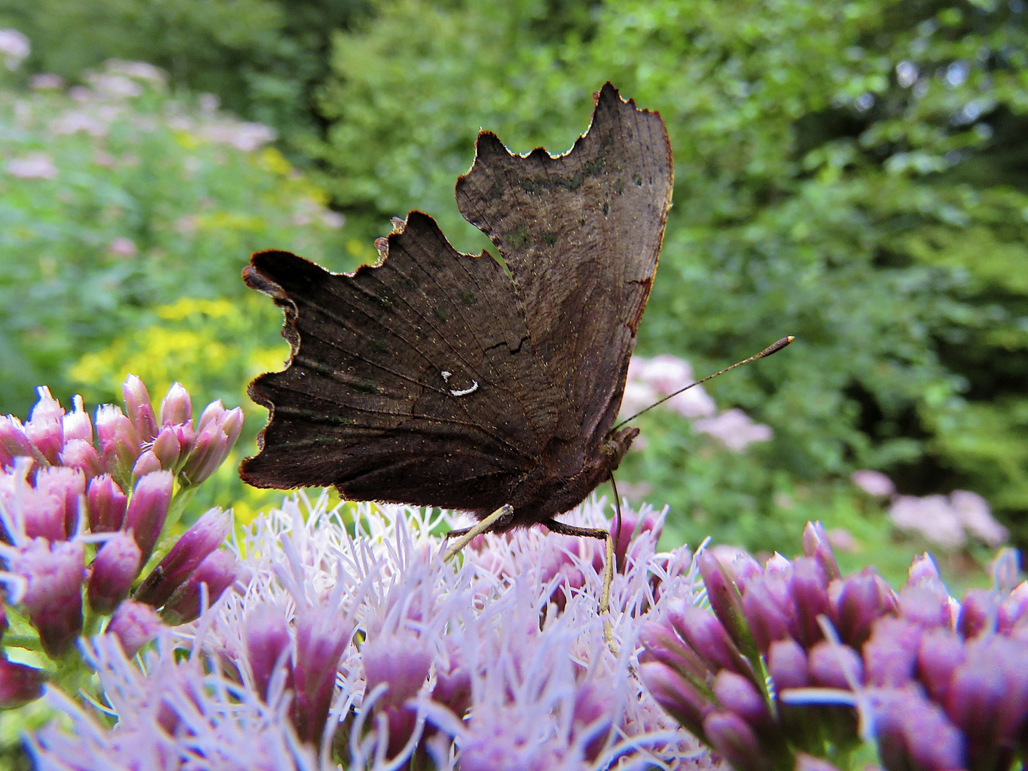 Aussen "altes Blatt"