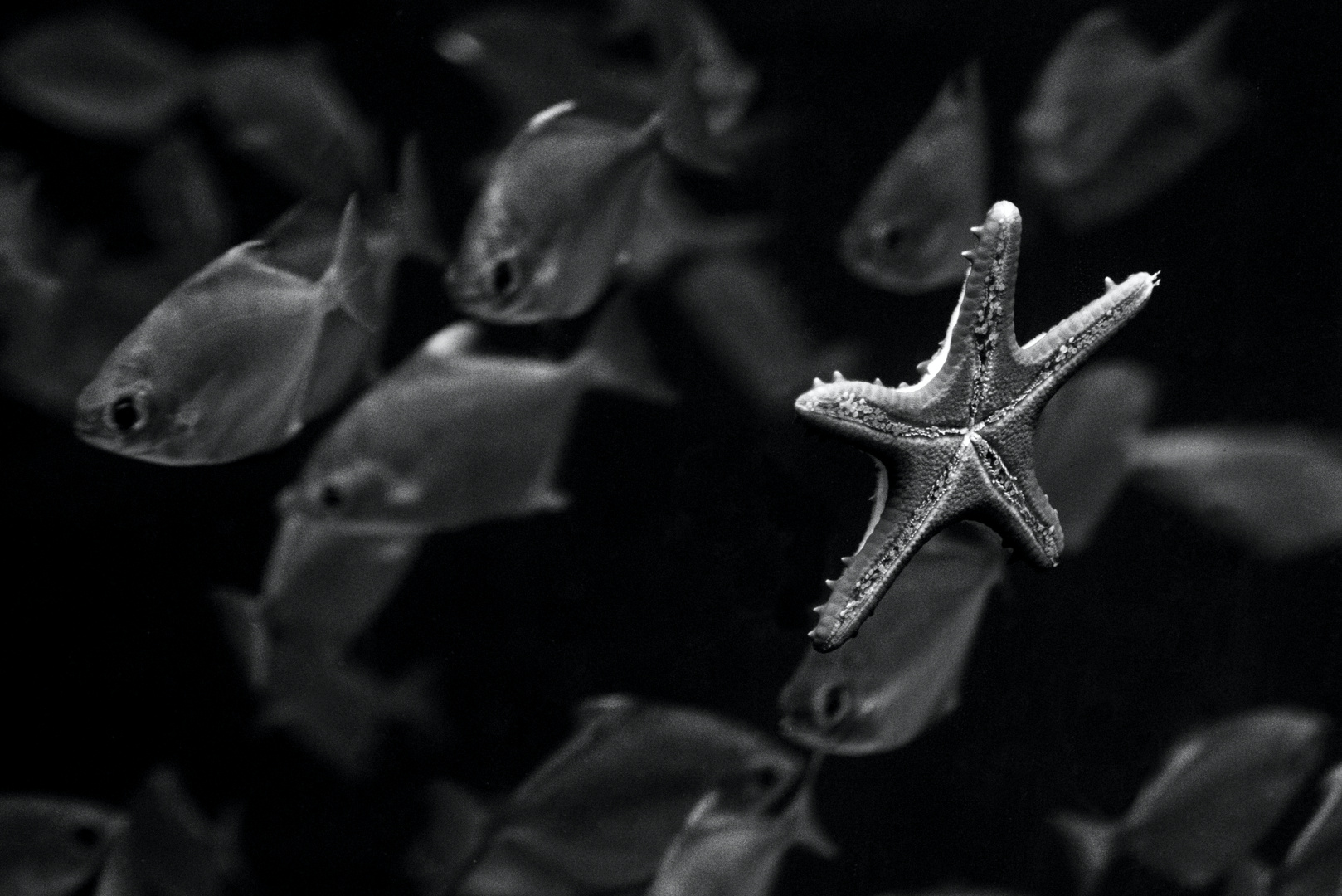 Außenseiter Foto & Bild tiere, wildlife, fische Bilder auf