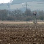 Außer flugfähiges gibt es auch bodenständiges im Bereich der Geschiebesperre ; Rehe !