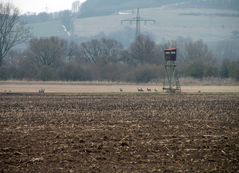 Außer flugfähiges gibt es auch bodenständiges im Bereich der Geschiebesperre ; Rehe !