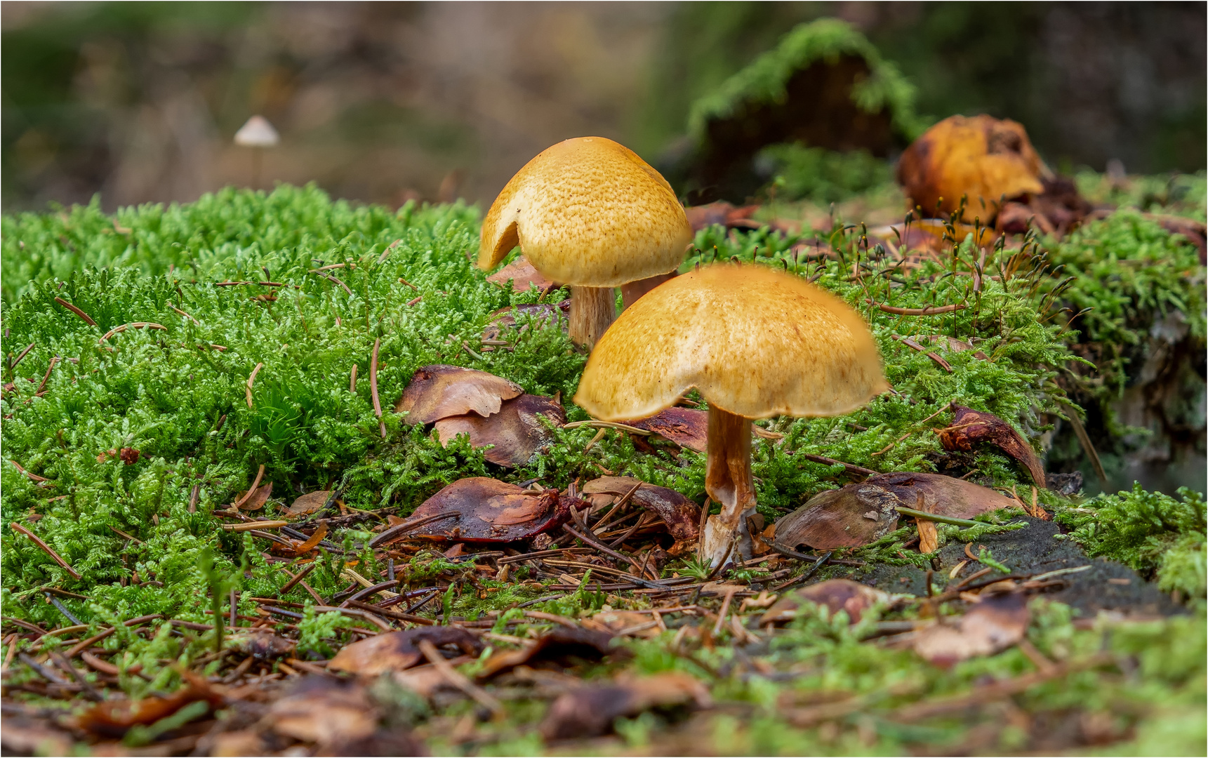 außer Pilz, Blatt und Moos nichts los  .....