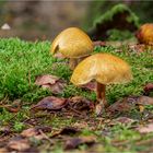 außer Pilz, Blatt und Moos nichts los  .....