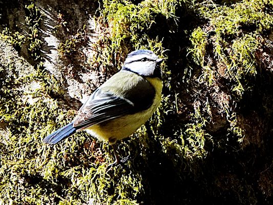 außer Sonne, nix los im Moos
