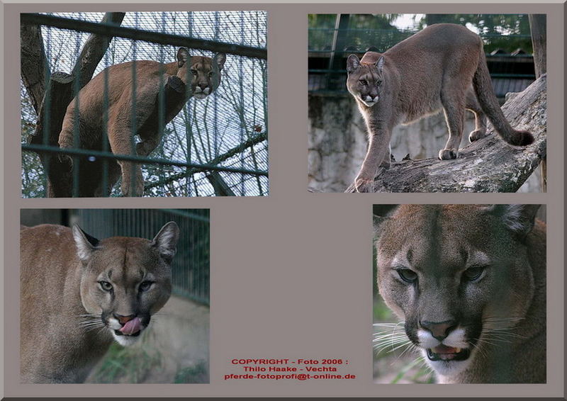 Außer Tigern gibt's auch PUMAs!