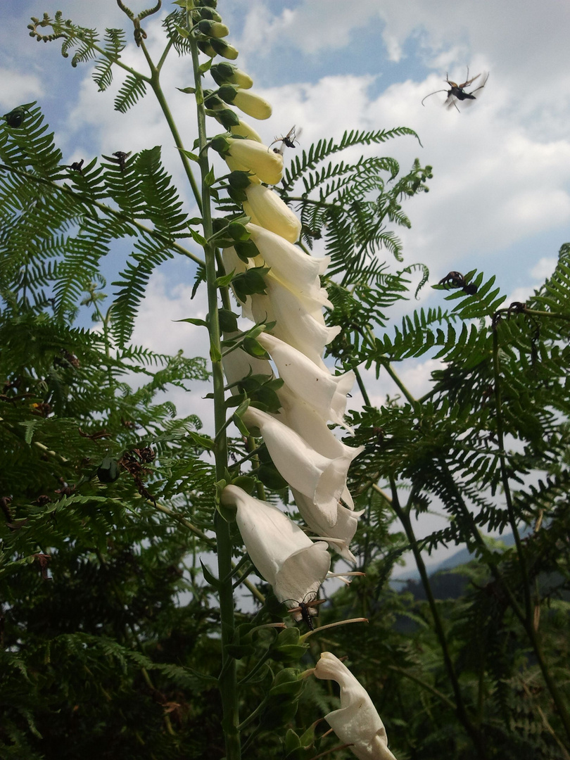 Außergewöhnliche Digitalis